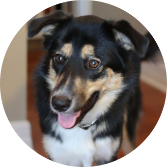 Koda Picture